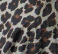 The Cape Leopard